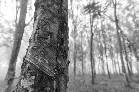 tree forest, black and white