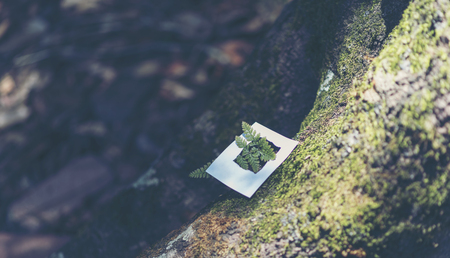 life of tropical rain forest, Thailandの写真素材