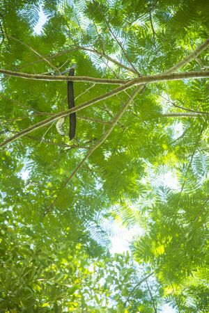 tree canopy with blue sky