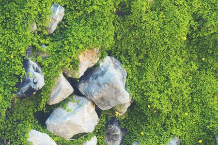 green tropical plant in the forestの写真素材