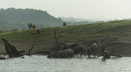group of cattle in the farm field, Thailandの写真素材