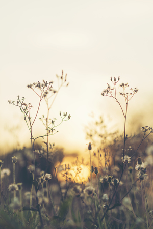 tropical flower in plants park, vintage filter imageの写真素材
