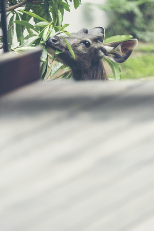 Wild deer, Sambar deer, Rusa unicolor, Cervus unicolorの写真素材