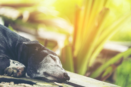 Sleeping dog in the green atmosphere of natureの写真素材