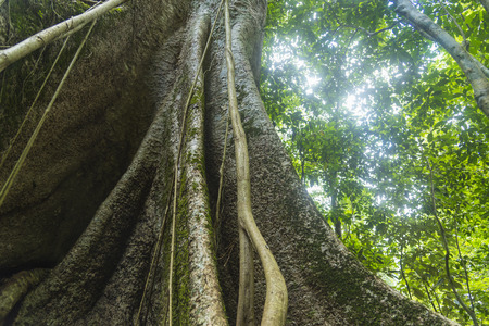 The image of abundant natural resources. In the World Heritage Site Dong Phaya Yen - Khao Yaiの写真素材