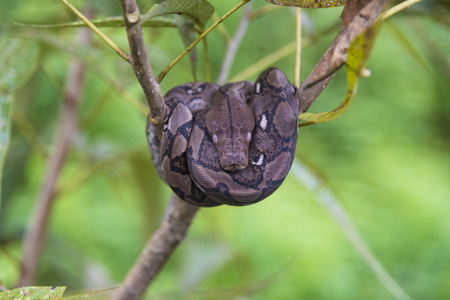 Python bivittatus