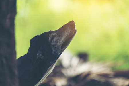 black dog In the shady garden is natural.の写真素材