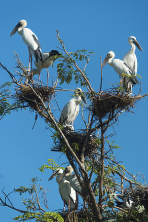 Open-billed stork, Asian openbillの写真素材
