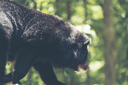 Asian black bear, Ursus thibetanusの写真素材