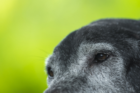 dog eyesの写真素材