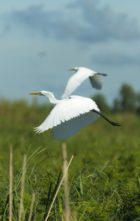 Heron bird on the lakeの写真素材