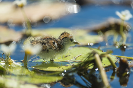 New born bird, Hydrophasianus chirurgus, Pheasant-tailed Jacanaの写真素材