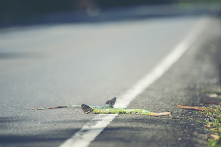 The green snake dead on the road in Khao Yai National Park, Thailandの写真素材