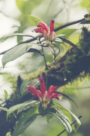 plant in tropical forest, nature lifeの写真素材