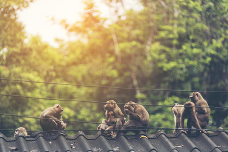 family of wild monkey in Khao Yai National Park, Thailandの写真素材