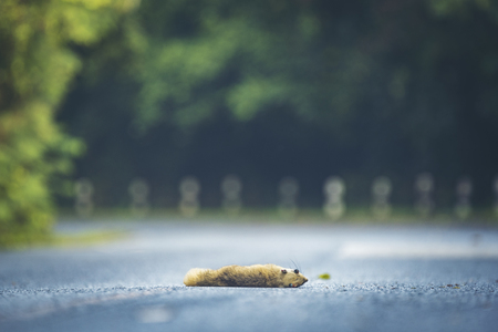 Squirrels die on the road in Khao Yai National Park, Thailandの写真素材