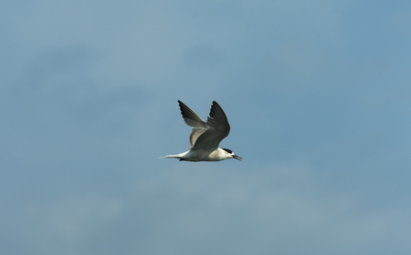 bird flying on the sky