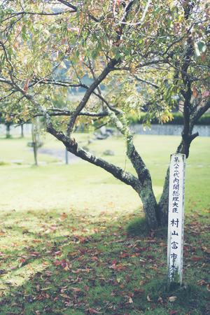 Japanese tree garden