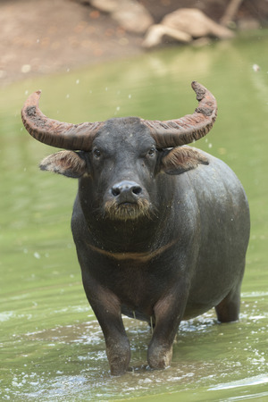 water buffalo in water lakeの写真素材