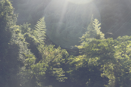forest in Japan with morning sunlight, tropical forestの写真素材