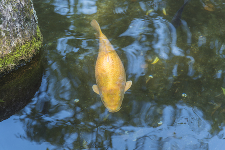 Fancy carp in Japanの写真素材
