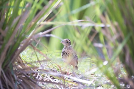 Paddyfield Pipits