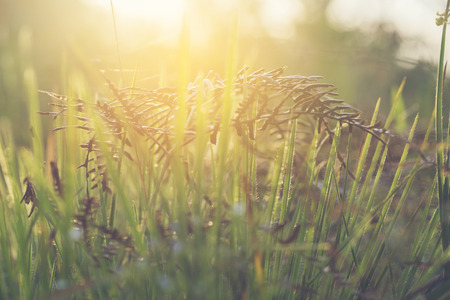 Beautiful nature pictures It is composed of flowers, grass, sundews and morning sun, for use about...