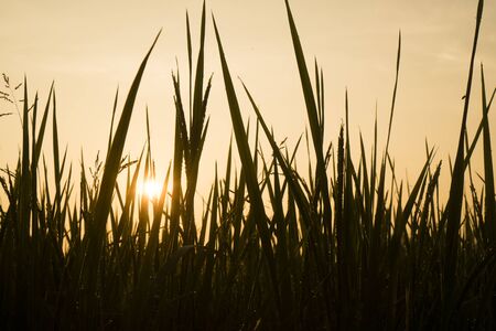 morning in paddy rice field, Thailandの写真素材