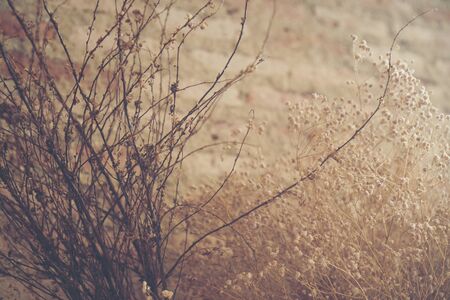 vintage Dry flowers decorated in coffee cafes.の写真素材
