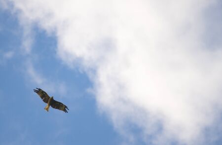 Black-eared Kite, hawk flying on the skyの写真素材
