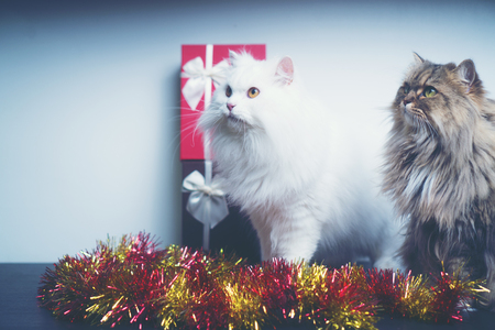 Christmas gifts With Persian cats, vintage filter imageの写真素材