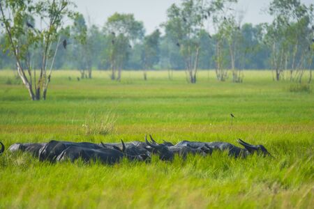 nature landscape of buffalo farm field in Thailandの写真素材