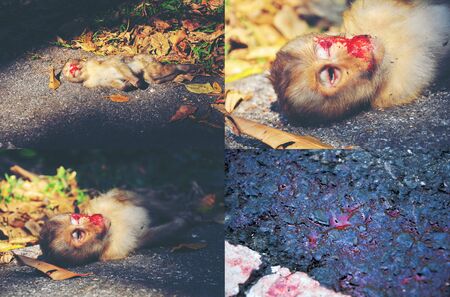 wild monkey lying dead on the road in the nature
