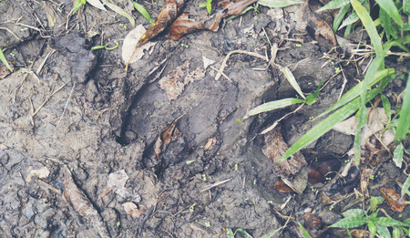 wildlife track on the ground
