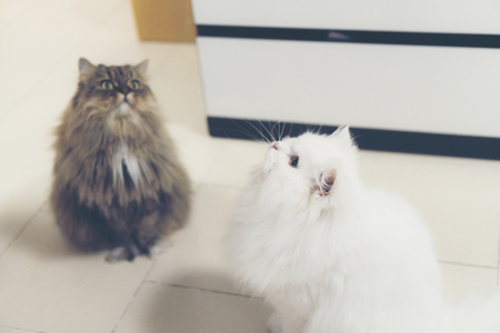 Persian cats, vintage filter imageの写真素材