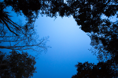 night sky of tropical forest, Thailandの写真素材
