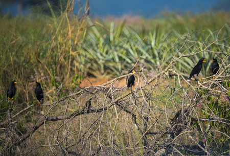 Starlings birdの写真素材