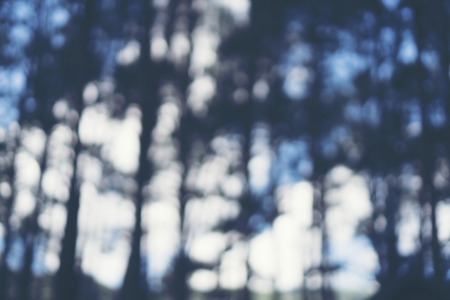 blurry background of pine forestの写真素材