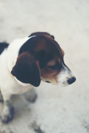 3 month pure breed beagle Puppy on gray screen