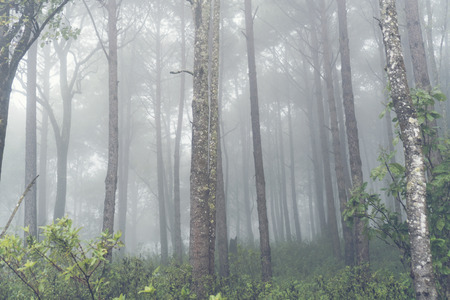 Foggy forest in tropical