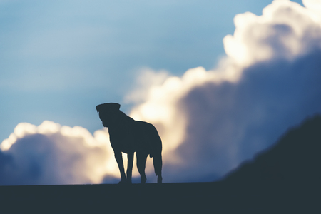 alone dogの写真素材