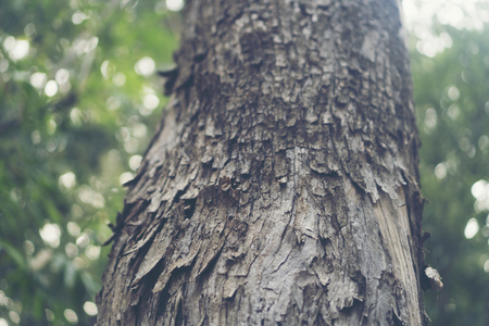 morning in the tropical forest with big tree