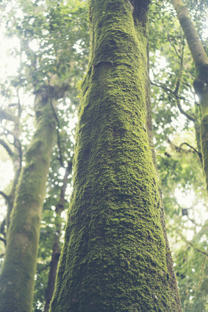 landscape view of green tropical forest in Thailandの写真素材