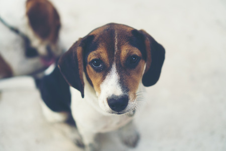 3 month pure breed beagle Puppy on gray screenの写真素材