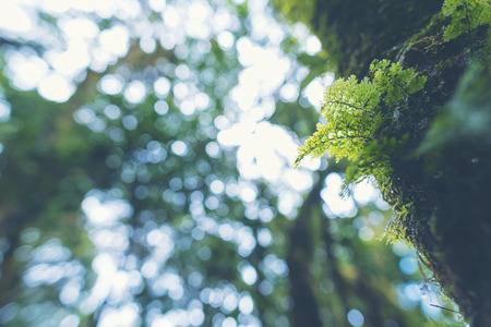 morning life in the forest