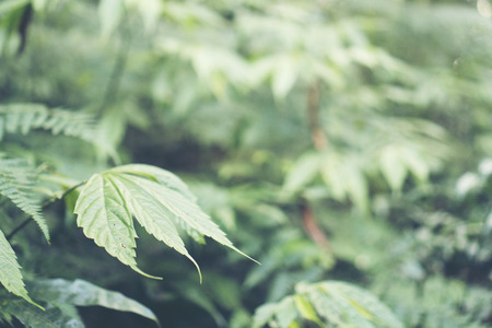 Tropical forest, trees in sunlight and rain