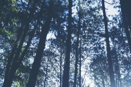 sunlight in the tropical rain forest, National Park in Thailandの写真素材