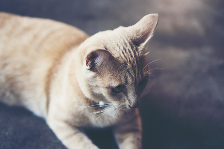 grey cat in vintage toneの写真素材