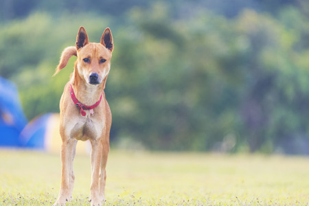dog in the grassland