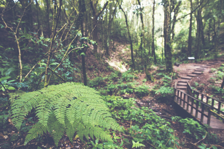tropical rain forest green field in Thailand national parkの写真素材
